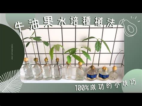 水 種 植物 風水|水種新手入門指南：15 種室內水種植物推薦 